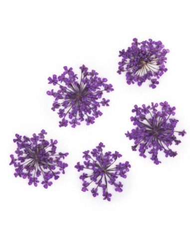 Dekor tørkede blomster MollyLac PURPLE