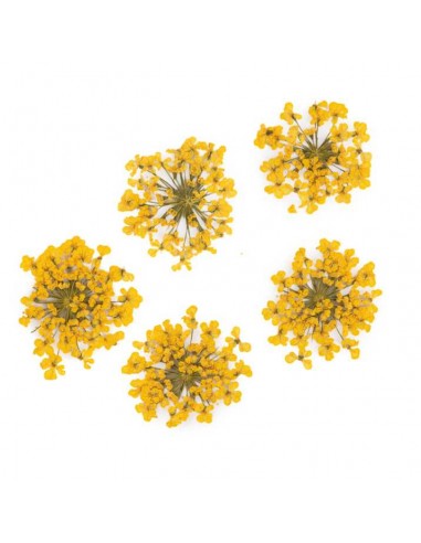 Dekor tørkede blomster MollyLac YELLOW
