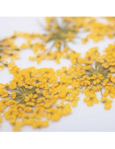 Dekor tørkede blomster... 2