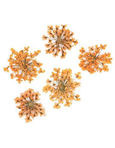 Dekor tørkede blomster MollyLac ORANGE