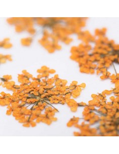 Dekor tørkede blomster... 2