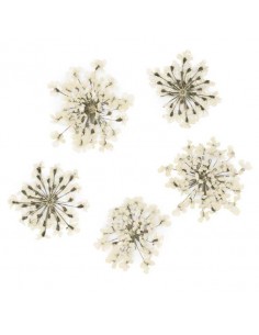 Dekor tørkede blomster...