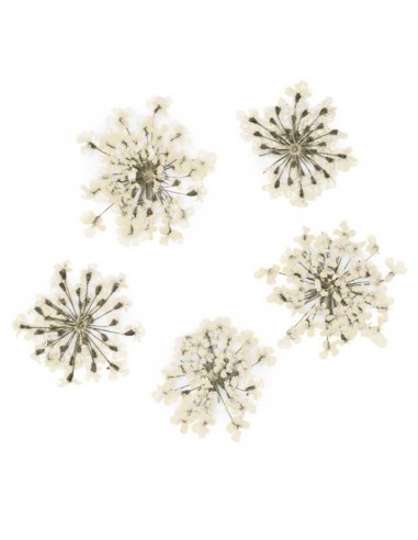 Dekor tørkede blomster MollyLac WHITE