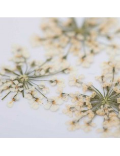 Dekor tørkede blomster... 2