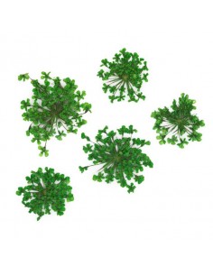 Dekor tørkede blomster...