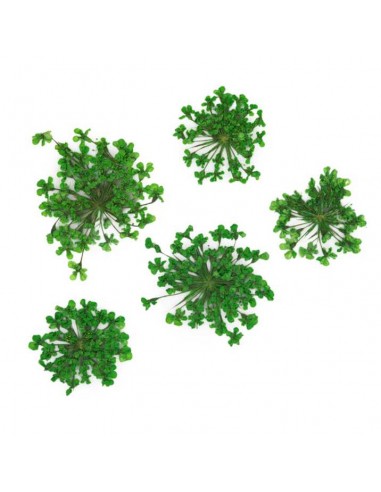 Dekor tørkede blomster MollyLac GREEN