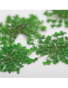 Dekor tørkede blomster... 2