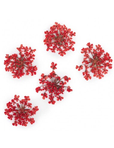 Dekor tørkede blomster MollyLac RED
