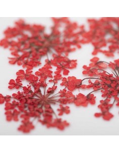 Dekor tørkede blomster... 2